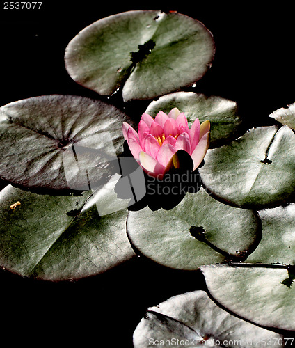 Image of Pink water lily 