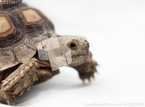 Image of African Spurred Tortoise