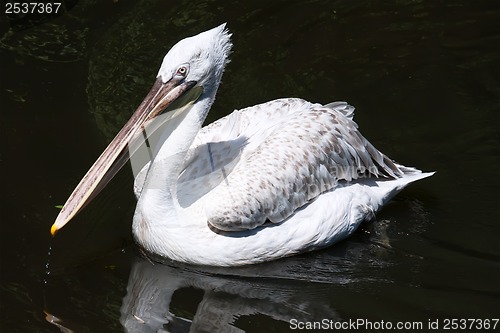 Image of Pelican