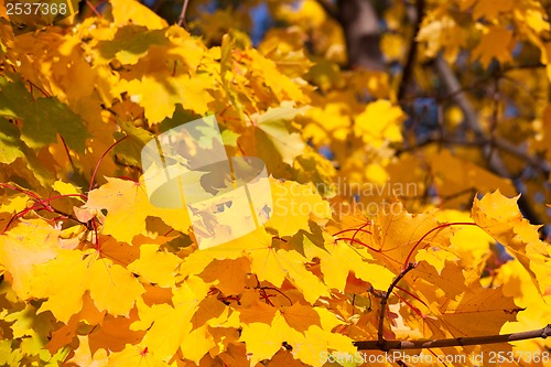 Image of Autumn