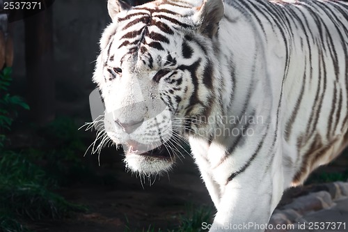 Image of White Tiger