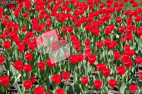 Image of Tulip flowers