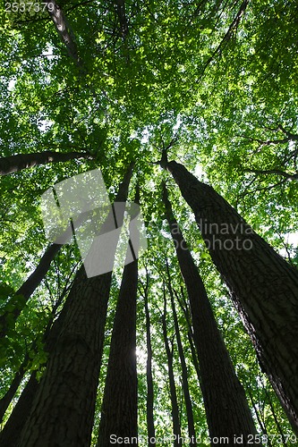Image of Green forest