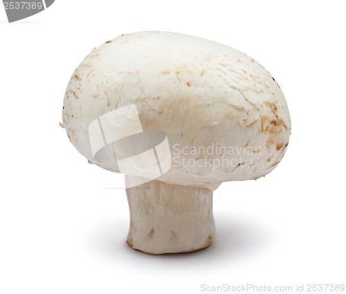 Image of Champignon mushroom