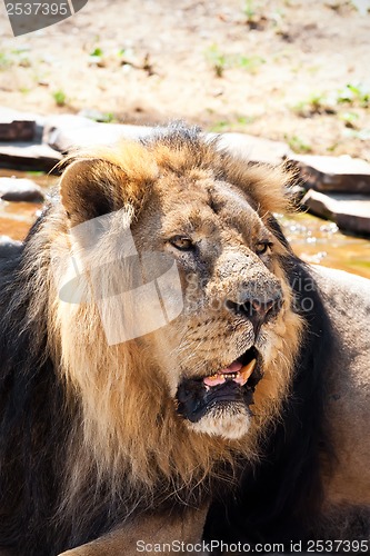 Image of Lion