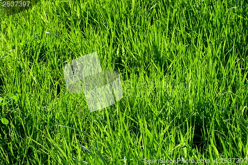 Image of Green grass