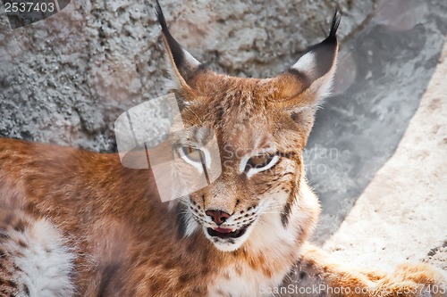 Image of Lynx