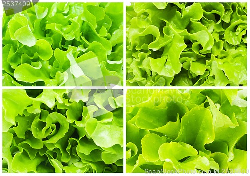Image of Lettuce