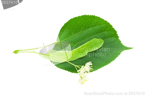 Image of Green leaf