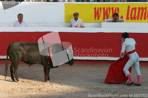 Image of Young bullfighter