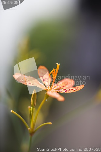 Image of Orchid in bloom