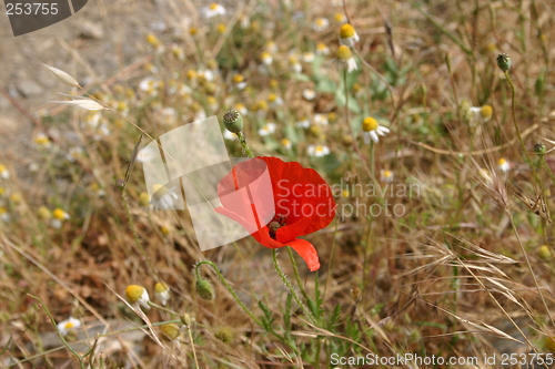 Image of A single poppy