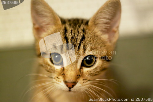 Image of Kitten eyes