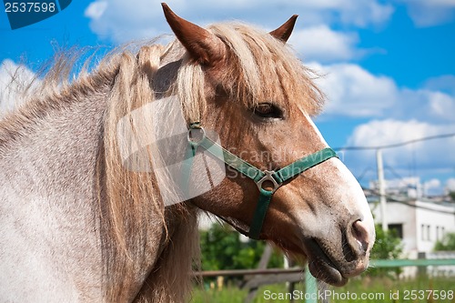 Image of Horse