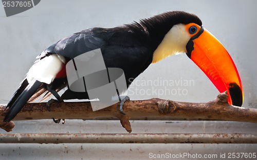 Image of Toucan