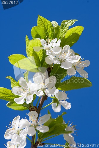 Image of Apple flowers