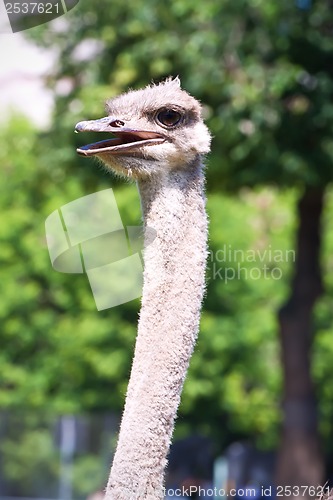 Image of Ostrich