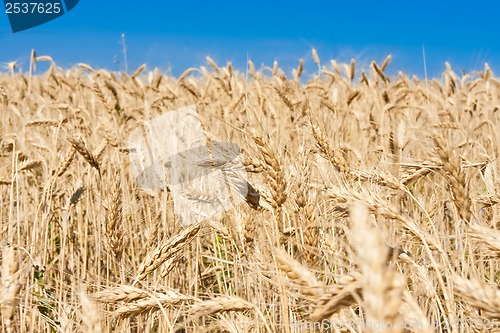 Image of Wheat field