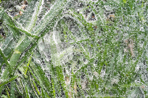 Image of Green grass covered with ice.