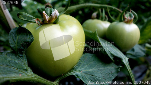 Image of Green tomato in a greenhouse