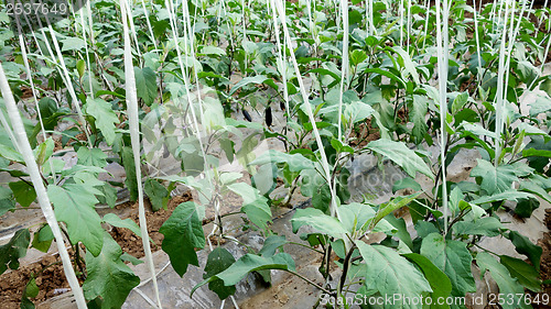 Image of Eggplant in a greenhouse