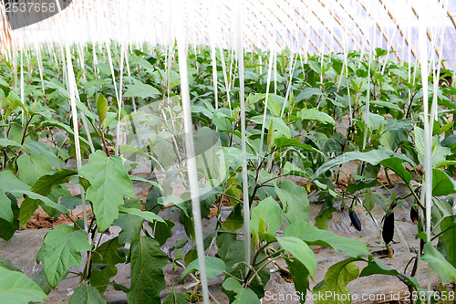 Image of Eggplant in a greenhouse
