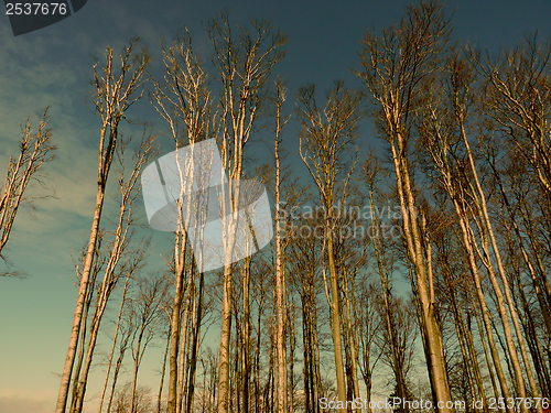 Image of Leafless trees