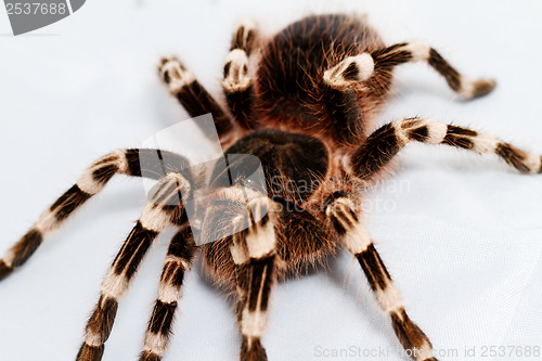 Image of beautiful spider