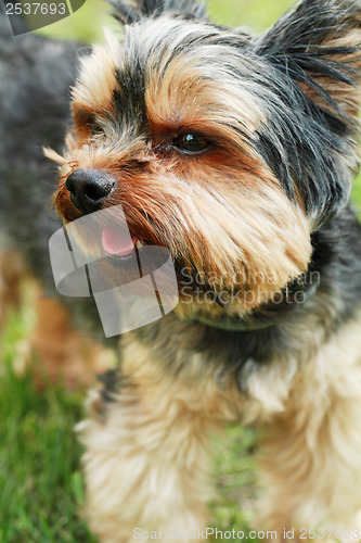 Image of Yorkshire terrier