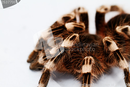 Image of beautiful spider