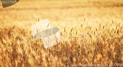 Image of Fields of wheat