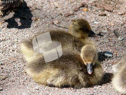 Image of Goose Family