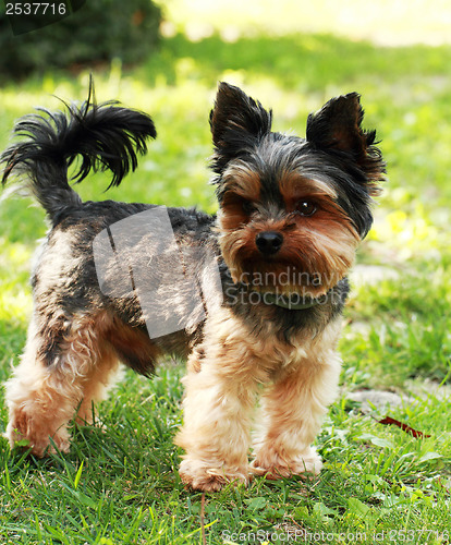 Image of Yorkshire terrier