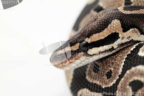Image of Ball Python close up