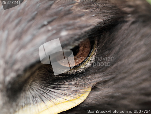 Image of Steppe Eagle