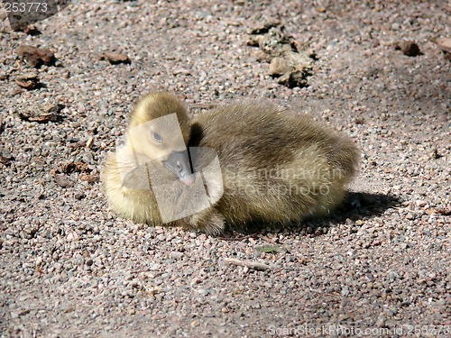 Image of Gosling Relaxing