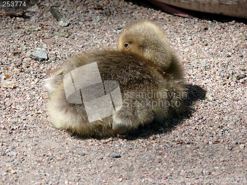 Image of Gosling Relaxing