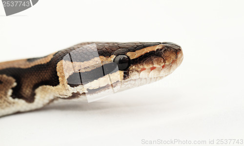 Image of Ball Python close up