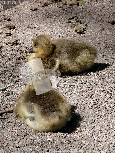 Image of Goose Family