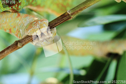 Image of Chamaeleo calyptratus