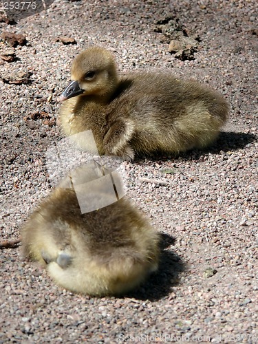 Image of Goose Family