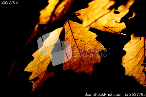 Image of Colorful autumn leaves