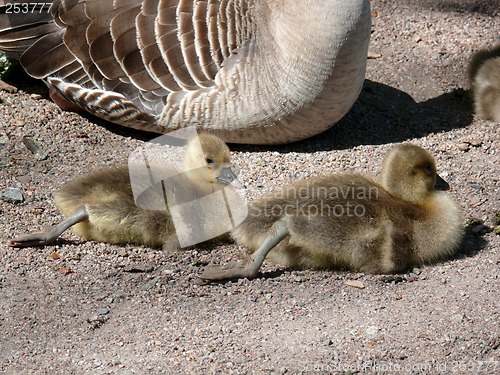 Image of Goslings Stretching Legs