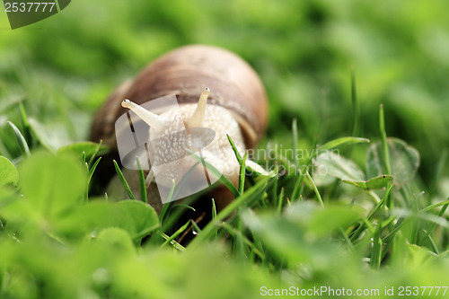 Image of Helix pomatia