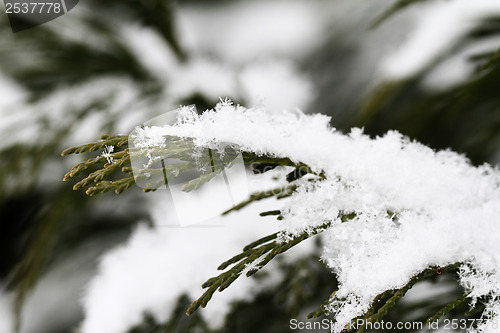 Image of Snow on fir branches, macro
