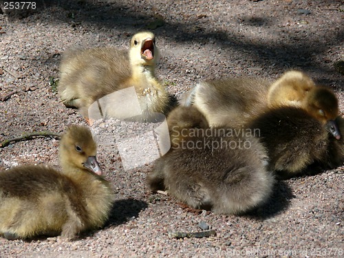 Image of Gosling Singer