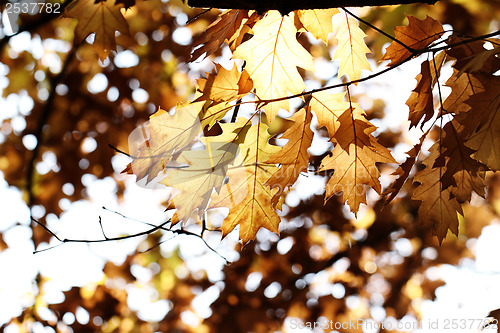 Image of Colorful autumn leaves