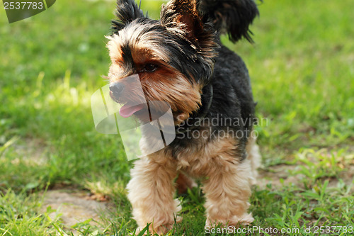 Image of Yorkshire terrier