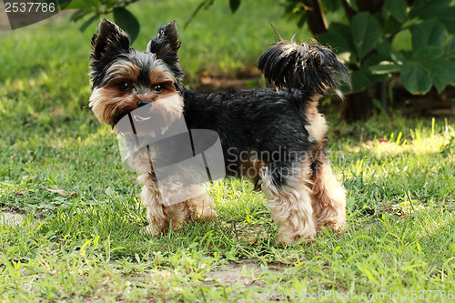 Image of Yorkshire terrier