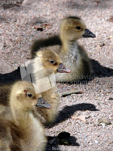 Image of Goose Family